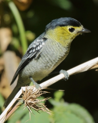 Bekardzik falisty - Pachyramphus versicolor - Barred Becard