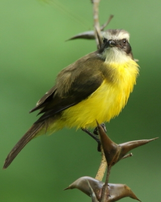 Bentewi wielkodzioby - Megarynchus pitangua - Boat-billed Flycatche