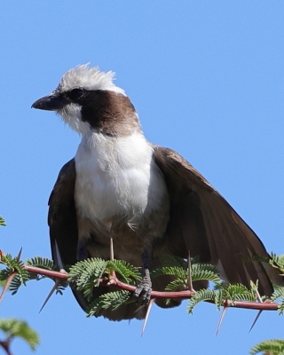 Białoczub maskowy - Eurocephalus anguitimens - Southern White-crowned Shrike