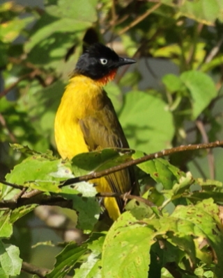 Bilbil rubinowy - Rubigula gularis - Flame-throated Bulbul