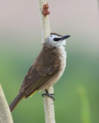 Bilbil ubogi - Yellow-vented Bulbul - Pycnonotus goiavier 