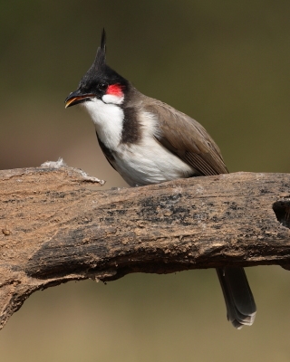 Bilbil zbroczony - Pycnonotus jocosus - Red-whiskered Bulbul
