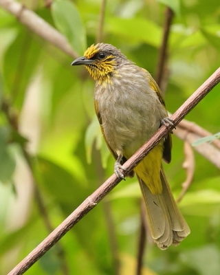 Bilbil złotolicy - Stripe-throated Bulbul - Pycnonotus finlaysoni