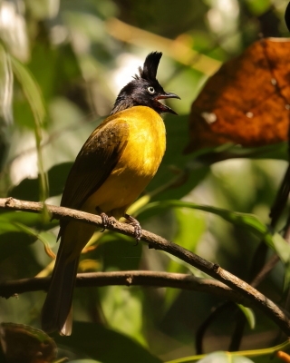 Bilbil żółtobrzuchy - Black-crested Bulbul - Rubigula flaviventris 