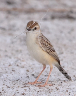 Chwastówka pustynna - Cisticola aridulus - Desert Cisticola