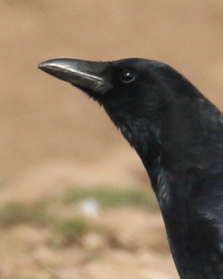 Czarnowron - Corvus corone - Carrion Crow