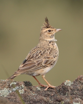Dzierlatka malabarska - Galerida malabarica - Malabar Lark