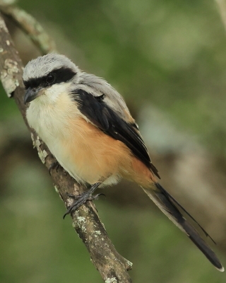 Dzierzba zmienna - Lanius schach - Long-tailed Shrike