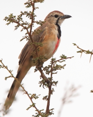 Dzierzbik czerwonogardły - Rhodophoneus cruentus - Rosy-patched Bush-shrike