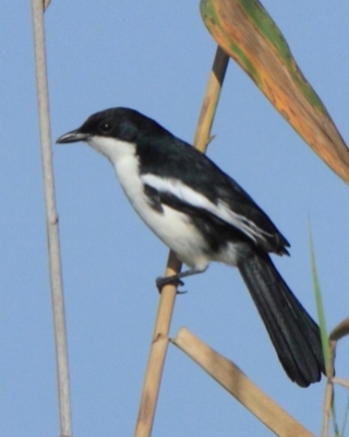 Dzierzyk dwubarwny - Laniarius bicolor - Swamp Boubou