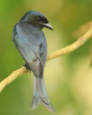 Dziwogon białobrzuchy - Dicrurus caerulescens - White-bellied Drongo