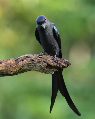 Dziwogon popielaty - Ashy Drongo - Dicrurus leucophaeus