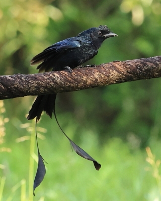 Dziwogon rajski - Dicrurus paradiseus - Greater Racket-tailed Drongo