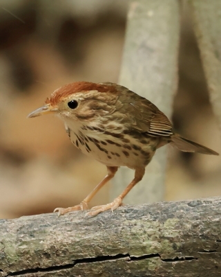 Dżunglaki - Pellorneidae - Smaller Babblers