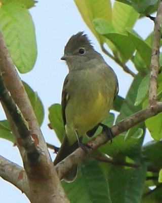 Elenia żółtobrzucha - Elaenia flavogaster - Yellow-bellied Elaenia