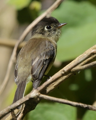 Empidonka czarnogłowa - Empidonax atriceps - Black-capped Flycatcher