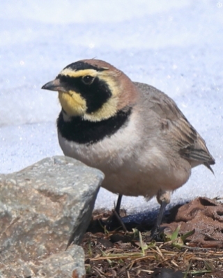 Górniczek - Eremophila alpestris - Horned Lark