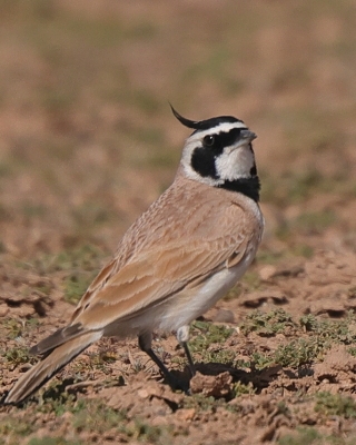 Górniczek mały - Eremophila bilopha - Temminck's Lark
