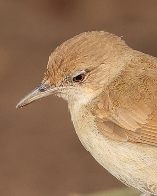 Jasnobrzuch ziemny - Phyllastrephus terrestris - Terrestrial Brownbul