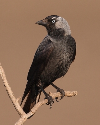Kawka - Corvus monedula - Eurasian Jackdaw