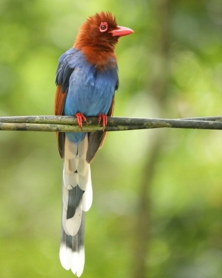 Kitta ozdobna - Urocissa ornata - Sri Lanka Blue Magpie