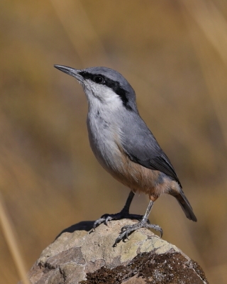 Kowalik skalny - Sitta neumayer - Western Rock-Nuthatch