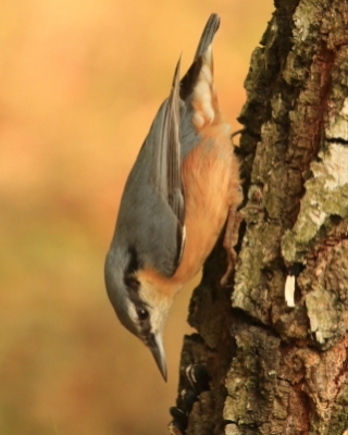 Kowalik - Sitta europaea - Eurasian Nuthatch