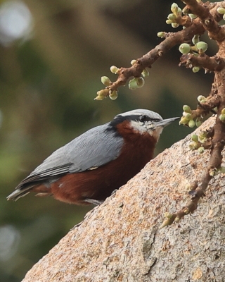 Kowalik kasztanowaty - Sitta castanea - Indian Nuthatch
