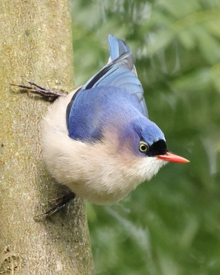 Kowalik krasnodzioby - Sitta frontalis - Velvet-fronted Nuthatch