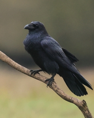 Kruk - Corvus corax - Common Raven