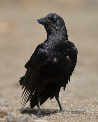 Kruk kusy - Corvus rhipidurus - Fan-tailed Raven
