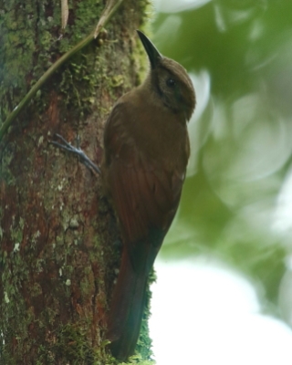 Łaźczyk okopcony - Line-throated Woodcreeper