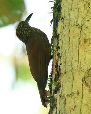 Łaziec kreskowany - Strong-billed Woodcreeper