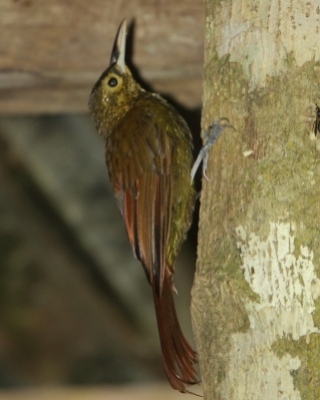 Mieczonos ciemnogłowy - Xiphorhynchus erythropygius - Spotted Woodcreeper