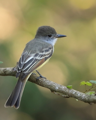 Muchołap pręgoskrzydły - Myiarchus stolidus - Stolid Flycatcher