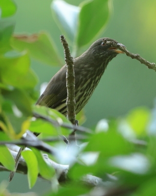 Palmowce -Dulidae -  Palmchat