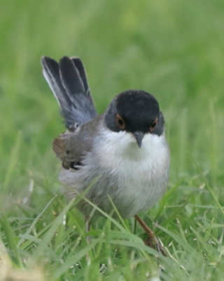 Pokrzewka aksamitna - Sylvia melanocephala - Sardinian Warbler