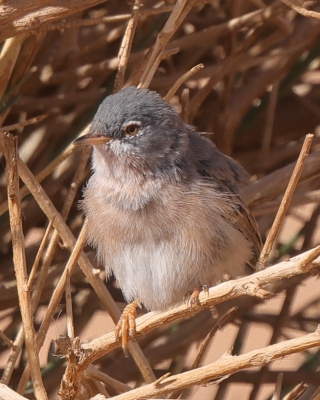 Pokrzewka algierska - Curruca deserticola - Tristram's Warbler