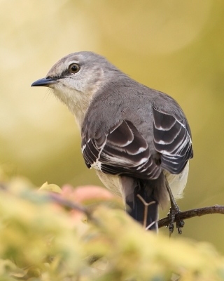 Przedrzeźniacze -Mimidae - Mockingbirds, Thrashers