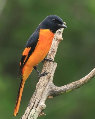 Purpurek ognisty - Pericrocotus flammeus - Flame Minivet
