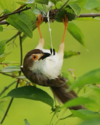 Rdzawolotek białolicy - Chrysomma sinense - Yellow-eyed Babbler