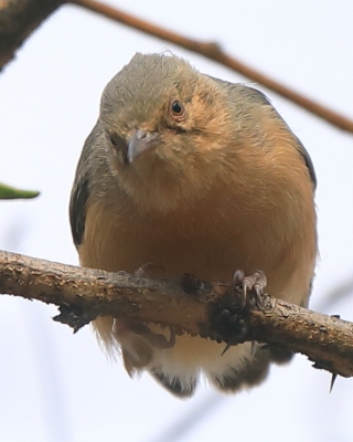 Sawanka rdzawa - Sylvietta whytii - Red-faced Crombec