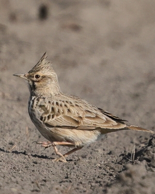 Skowronek - Alauda arvensis - Eurasian Skylark