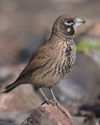 Skowroniak - Ramphocoris clotbey - Thick-billed Lark