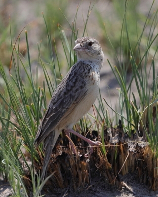 Skowroniec pustynny - Mirafra fasciolata - Eastern Clapper Lark