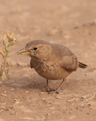 Skowronik piaskowy - Ammomanes deserti - Desert Lark