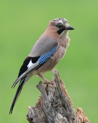 Sójka - Garrulus glandarius - Eurasian Jay
