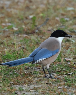 Sójka błękitna - Cyanopica cyanus - Azure-winged Magpie