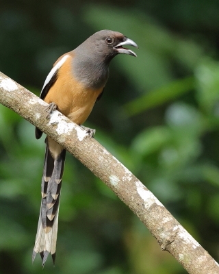 Srokówka jasnoskrzydła - Dendrocitta vagabunda - Rufous Treepie