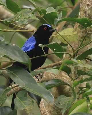 Turkuśniki - Irenidae